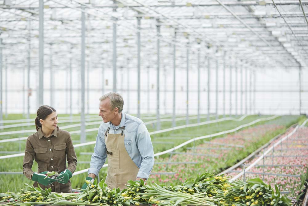 A father and daughter working together in a flower plantation